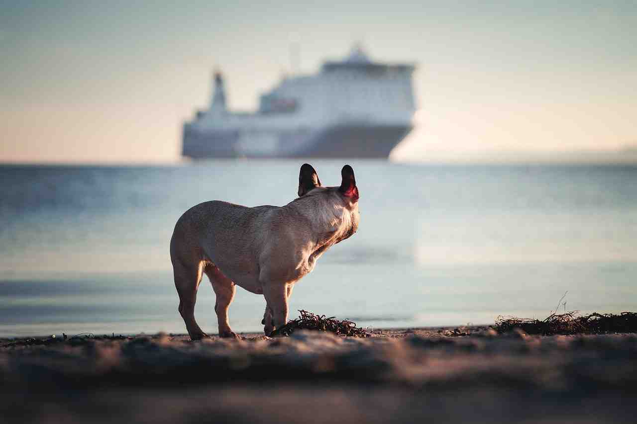 chien, navire, mer